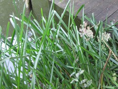 Sparganium erectum