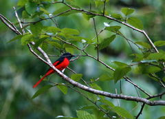 Pericrocotus brevirostris