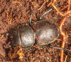 Apterodorcus bacchus