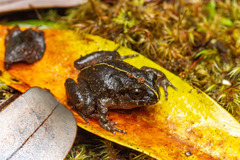 Eupsophus emiliopugini