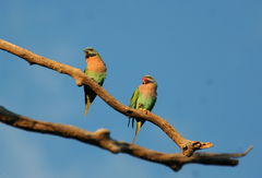 Psittacula alexandri fasciata