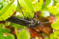 Elaphroptera nigripennis