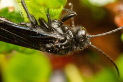 Elaphroptera nigripennis