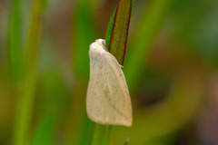 Perusia lacticinia