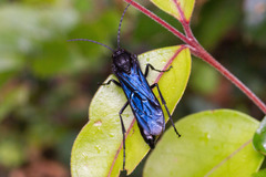 Elaphroptera nigripennis