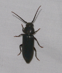 Asemum nitidum