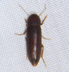 Phloiotrya