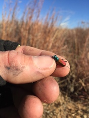 Cicindela scutellaris scutellaris