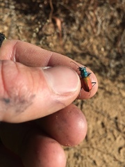 Cicindela scutellaris scutellaris