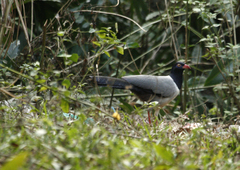 Carpococcyx renauldi