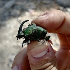 Phanaeus amithaon
