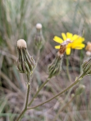 Crepis setosa