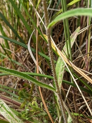 Crepis setosa
