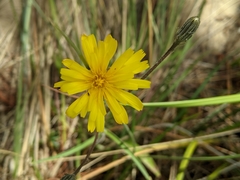 Crepis setosa