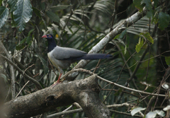 Carpococcyx renauldi