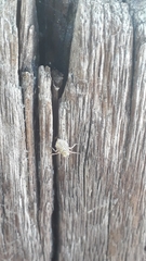 Aetalion reticulatum