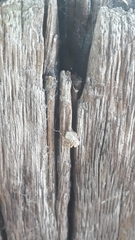 Aetalion reticulatum