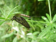 Ephemera danica