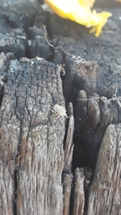 Aetalion reticulatum