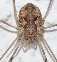 Dasylobus