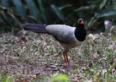 Carpococcyx renauldi