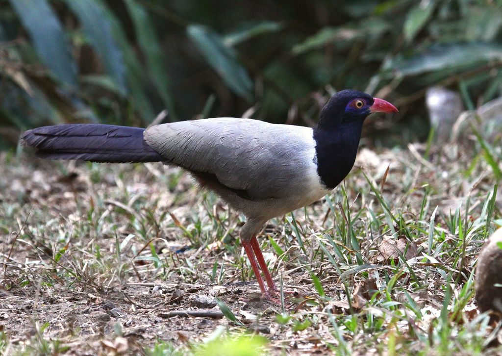 Coral-billed Ground-Cuckoo photo