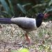Coral-billed Ground-Cuckoo - Photo (c) Xavier Rufray, some rights reserved (CC BY-NC), uploaded by Xavier Rufray
