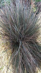 Helictotrichon sempervirens