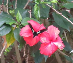 Parides sesostris