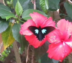 Parides sesostris