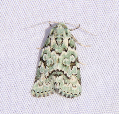 Bryolymnia viridata