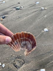 Aequipecten tehuelchus