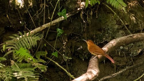 Henna-capped Foliage-gleaner (Clibanornis rectirostris), photo 6