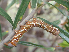 Psalidostetha banksiae