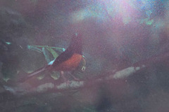 Copsychus stricklandii stricklandii