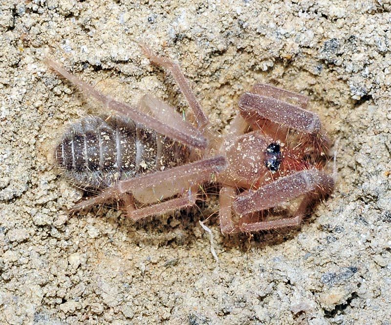 Eusimonia