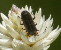 Polemius denticornis