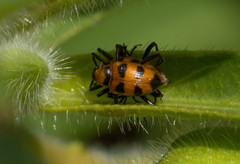 Tyloderma nigromaculatum