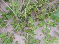 Alternanthera maritima