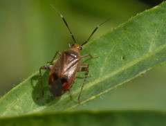Horciasinus argentinus