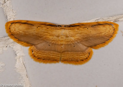 Drapetodes mitaria