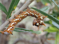 Psalidostetha banksiae