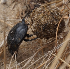 Scarabaeus cicatricosus