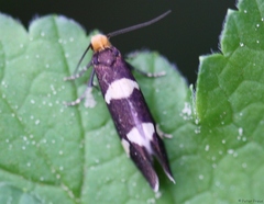 Lampronia capitella