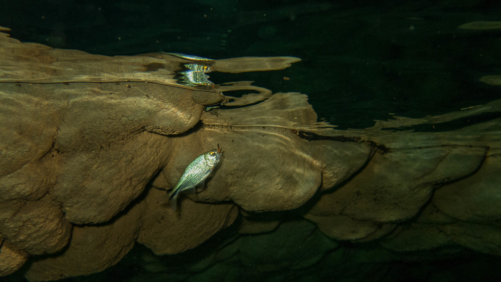 Astyanax lineatus