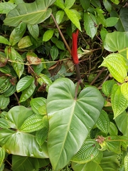 Philodendron erubescens