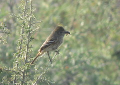 Knipolegus hudsoni