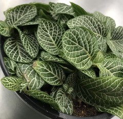 Fittonia