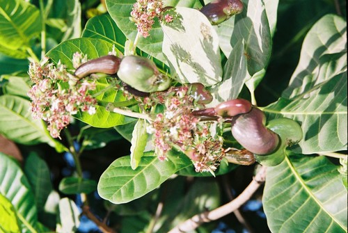 Anacardium occidentale image