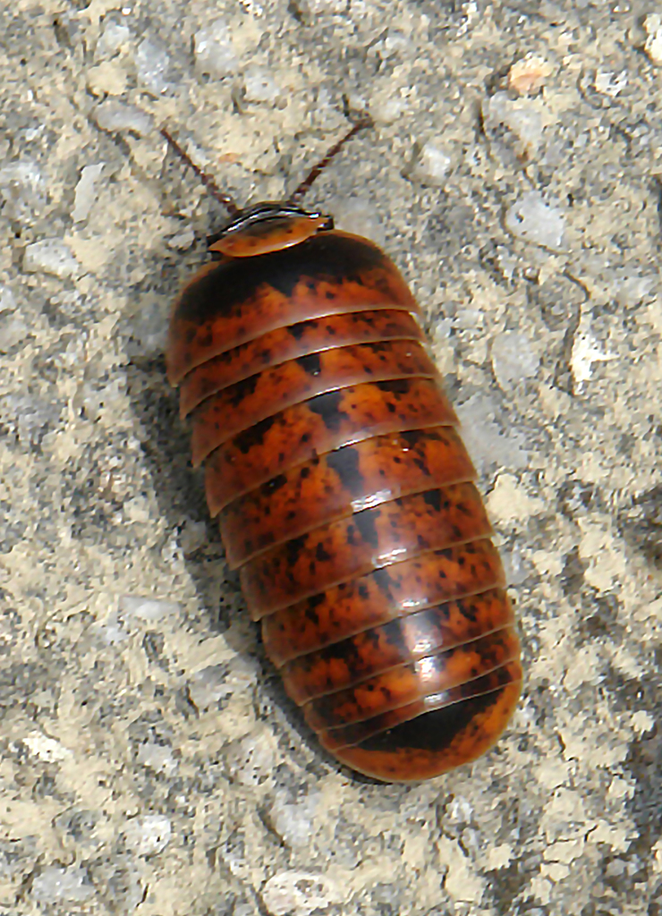 Glomeris klugii